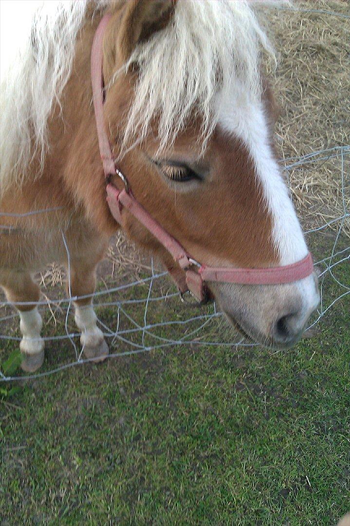 Shetlænder Flicka - hun er squ meget smuk<3 billede 1