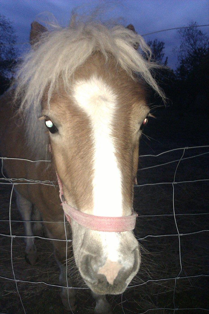 Shetlænder Flicka billede 12
