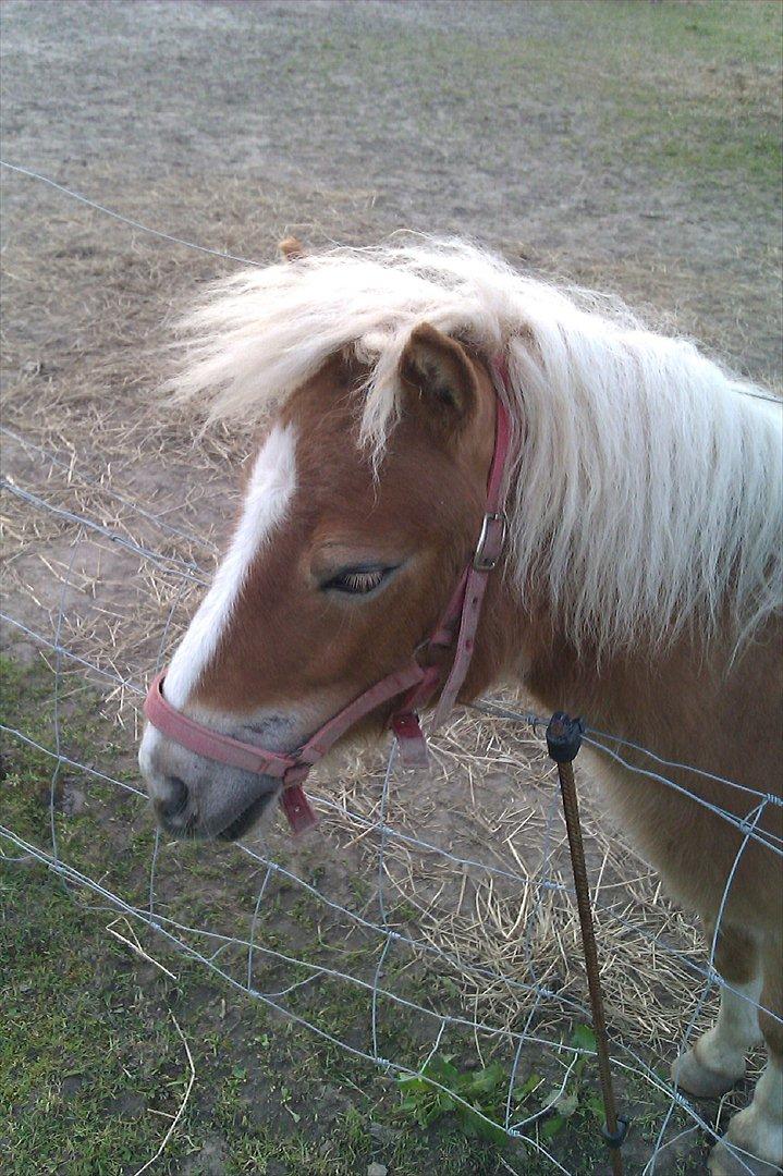 Shetlænder Flicka - <3 billede 4