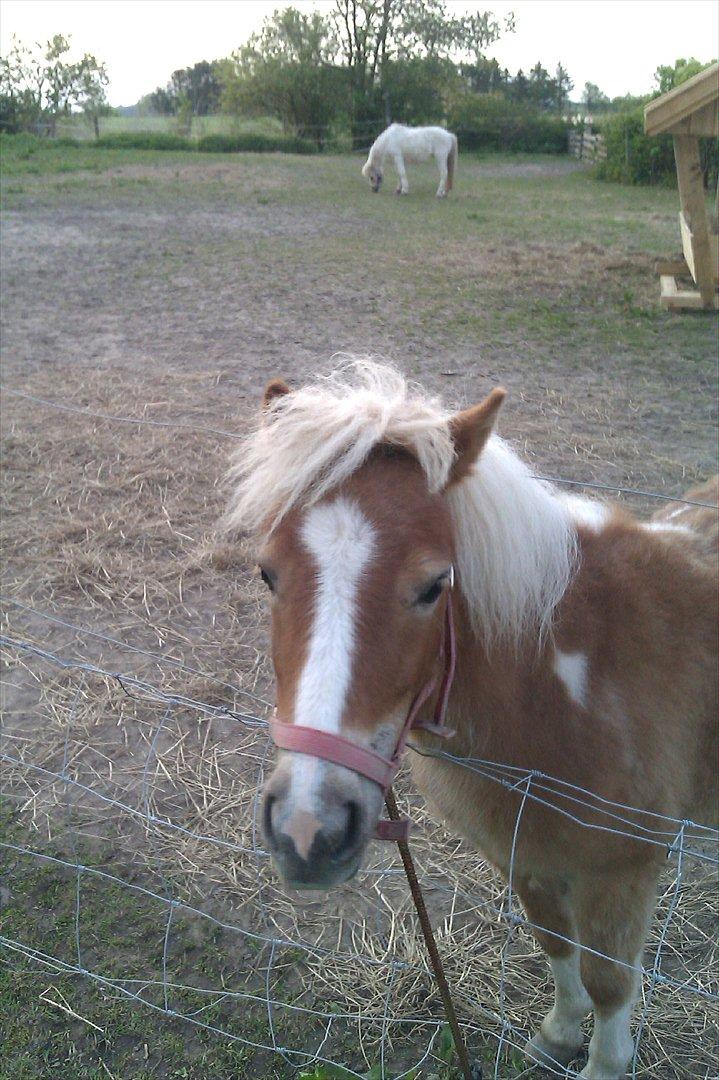 Shetlænder Flicka - Charme, Selvtillid og Lækker man?;b billede 5