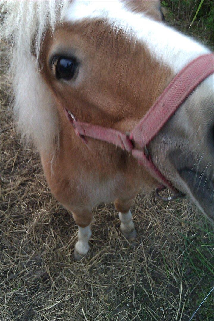 Shetlænder Flicka - Giv mig nu det græs!:D billede 6