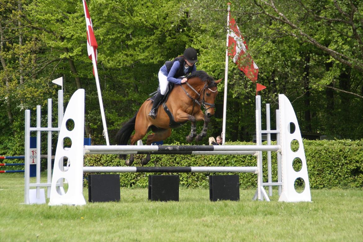 Tysk Sportspony - Maros b-pony SOLGT - 2 plads i la** billede 8