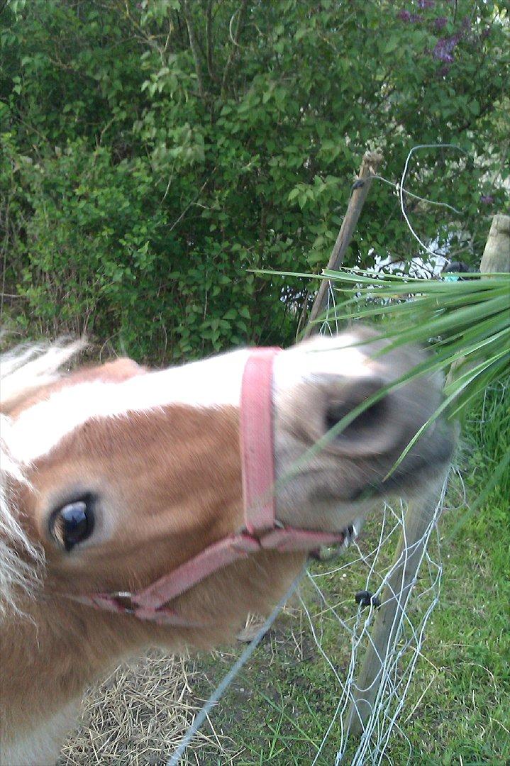 Shetlænder Flicka - nam nam <3 billede 7