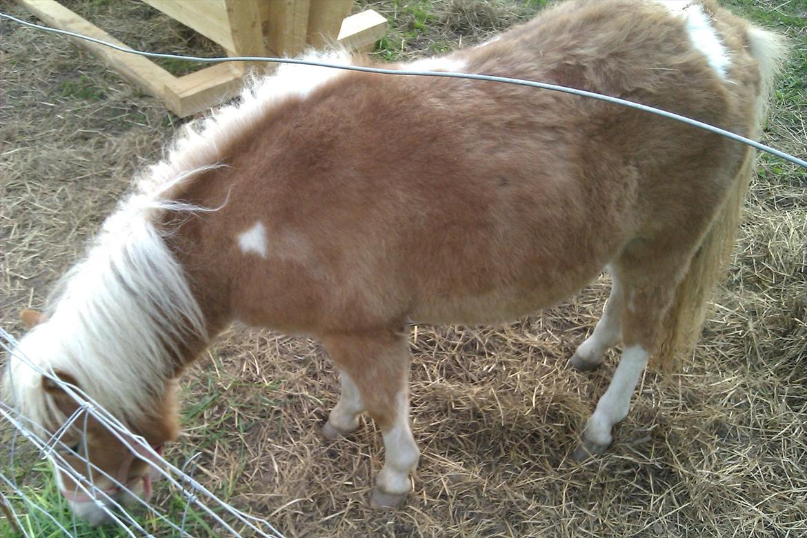 Shetlænder Flicka billede 8