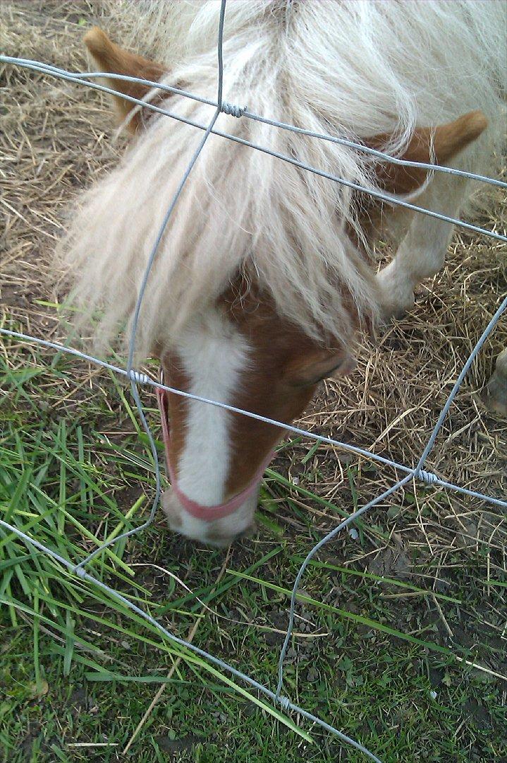 Shetlænder Flicka billede 10