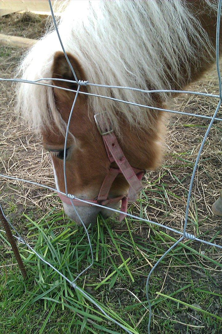 Shetlænder Flicka billede 11