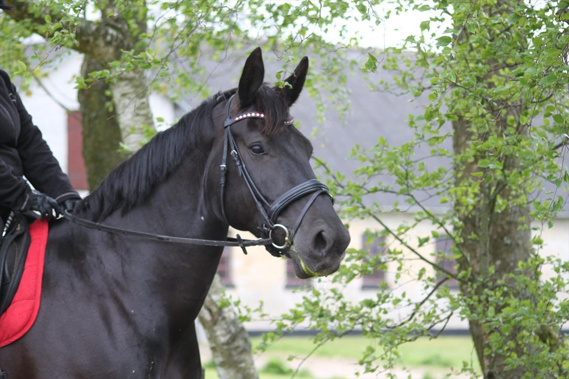 Oldenborg Bella af Hesselbjerggård - Smukke Bella d. 12 maj 2012 billede 13