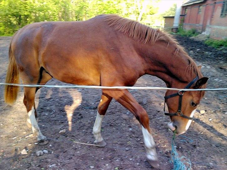 Anden særlig race ¤ Queenie T.   ¤ - D. 17-05-2012 
Utrolig hvor underholdende og farlig  et stykke snor kan være når man er nysgerrig billede 4