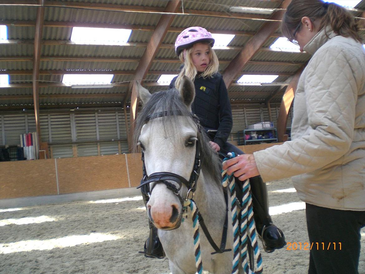 Welsh Mountain (sec A) Mariks Peredur - En STOR dag - pigerne på ryggen af Peredur for første gang 170512 billede 13