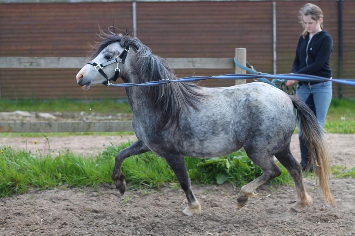 Welsh Mountain (sec A) Gribsvads Nicole [Tidl. Passer] - Sikke en lækker trav! :o billede 17