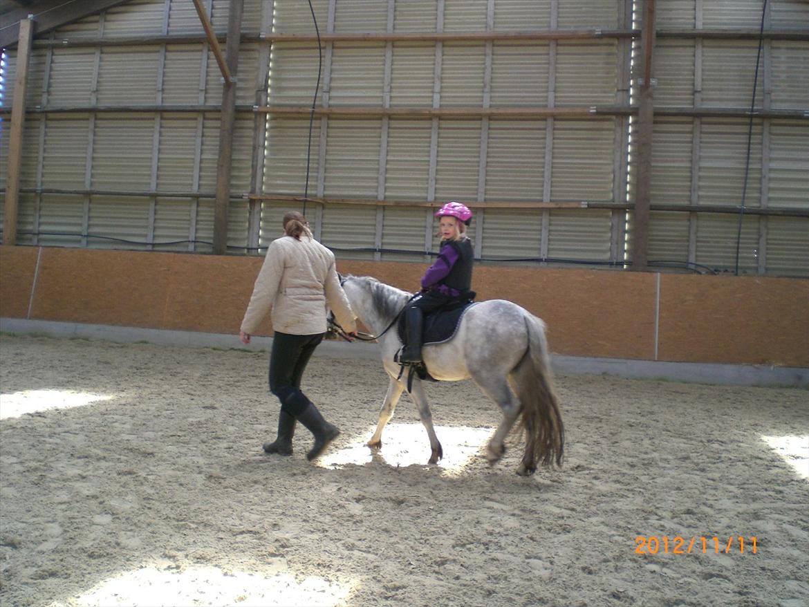 Welsh Mountain (sec A) Mariks Peredur - En STOR dag - pigerne på ryggen af Peredur for første gang 170512 billede 14