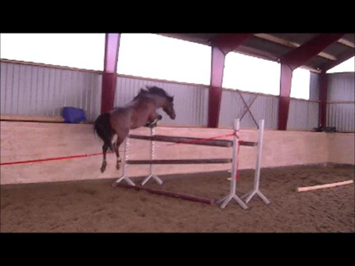 Anden særlig race Strauss (Strussen) <3 - Løsspringning med prinsen. Her springer han 1.30 m. :-)  billede 12