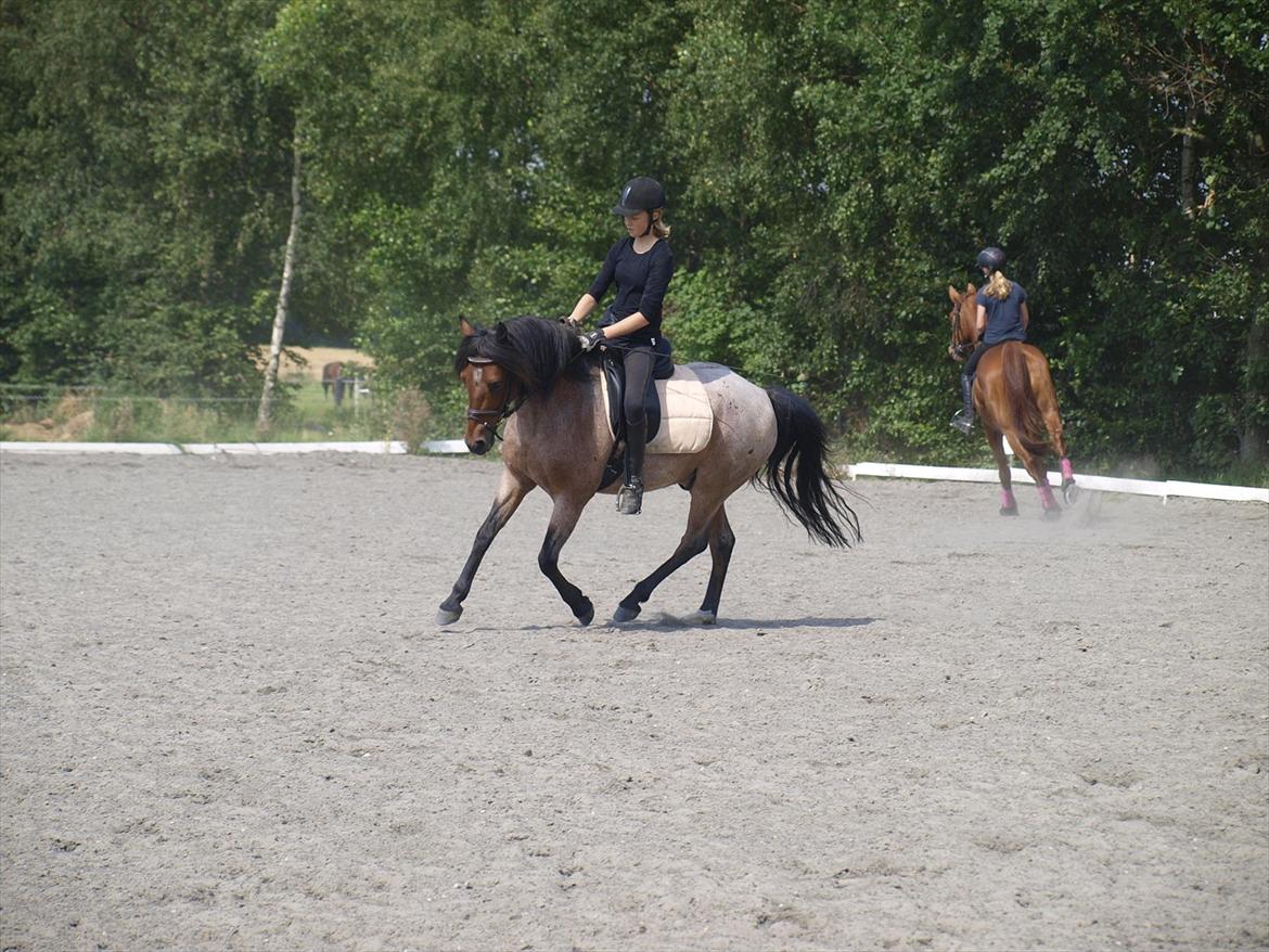 Anden særlig race Strauss (Strussen) <3 - Træning sommer 2011 :-) billede 13