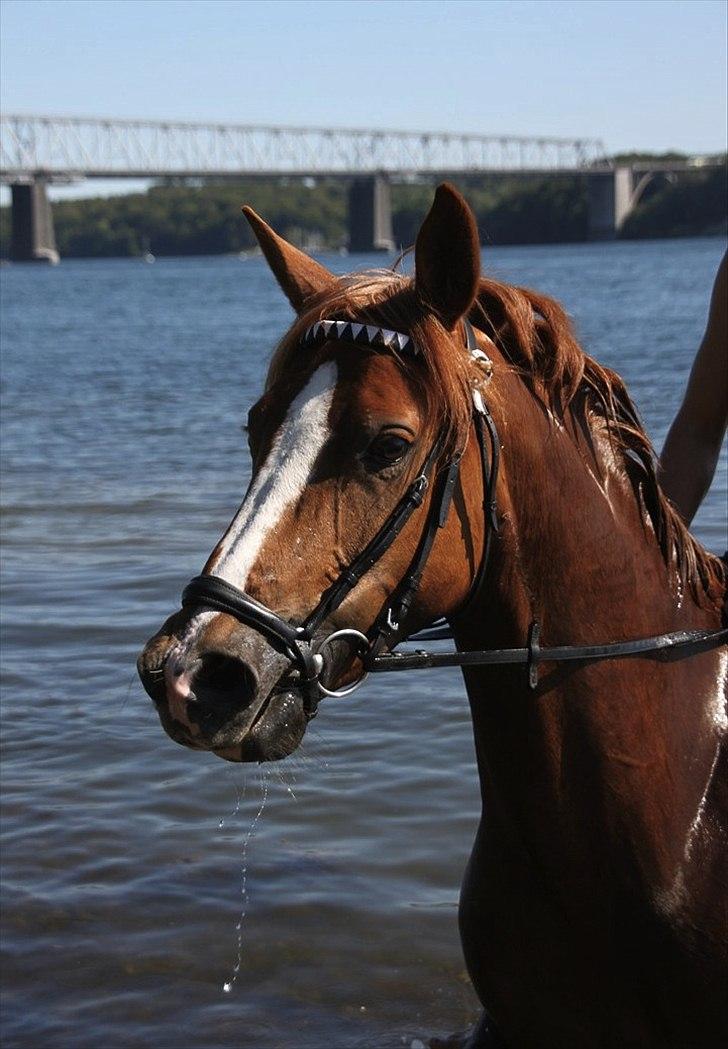 Anden særlig race Bibi  <3  - Hej alle velkommen til Bibi´s profil , jeg håber i vil bruge lidt tid på at kigge alle billederene igennem og lægge en kommentar (: jeg skal self. nok også kigge forbi din pony/hest (: Billedet er taget af CSJ  billede 1