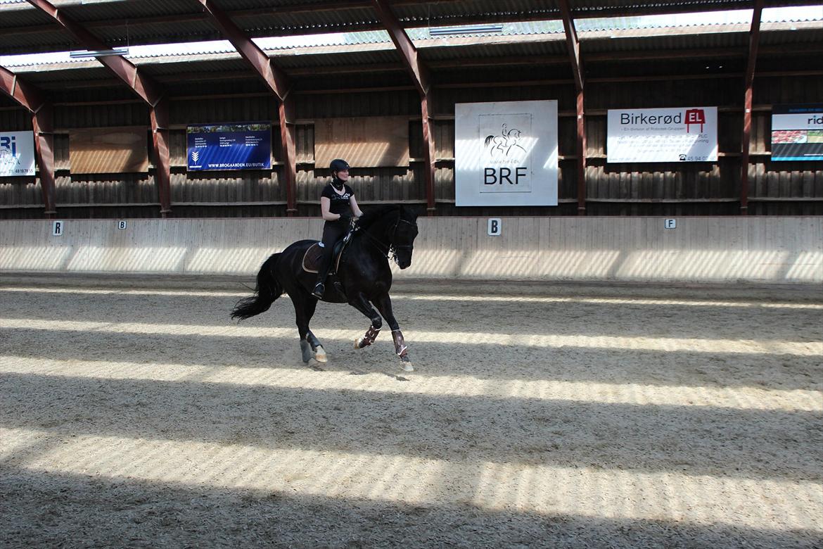 Dansk Varmblod Skovlys Devine -SOLGT- - Træning 17-5!
Gallop øgning:-) billede 12