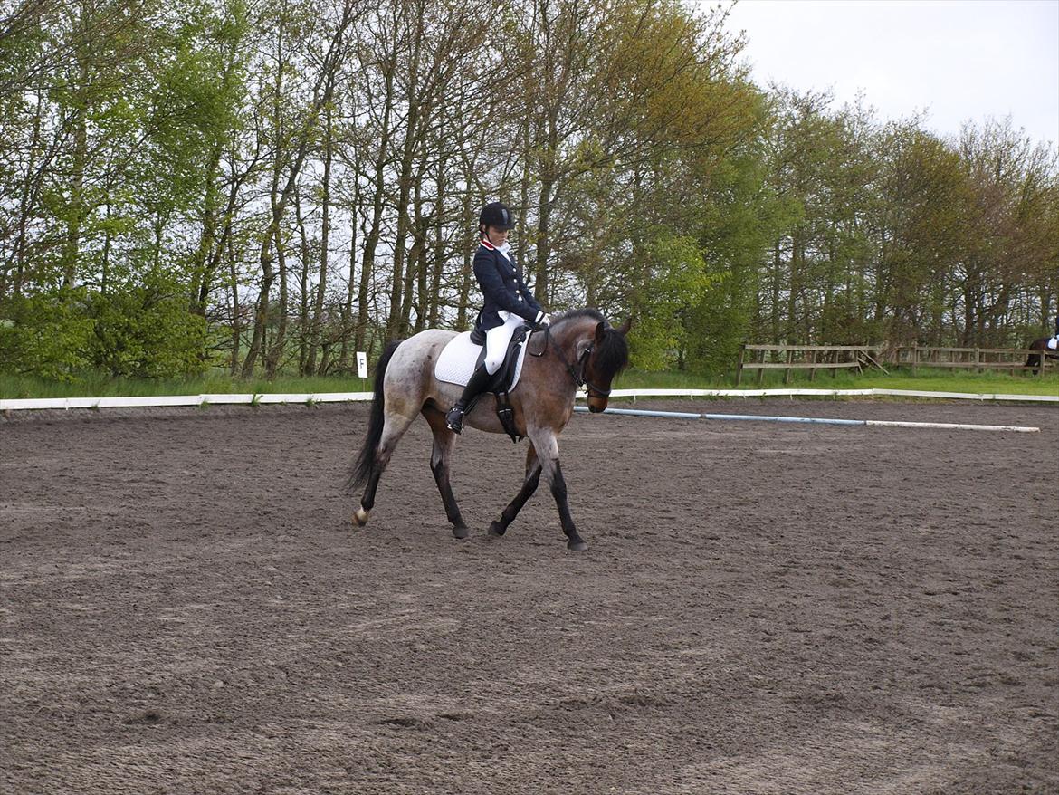 Anden særlig race Strauss (Strussen) <3 - Stævne i HARK d. 12/05 - 2012. 
Her i vores første LB1 :-) billede 16