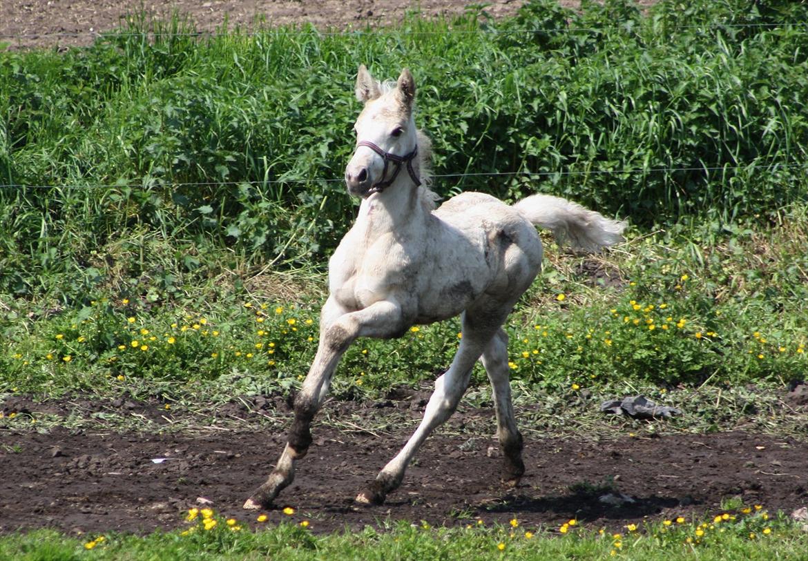 Palomino MiTho´s Diablo Blanco billede 13