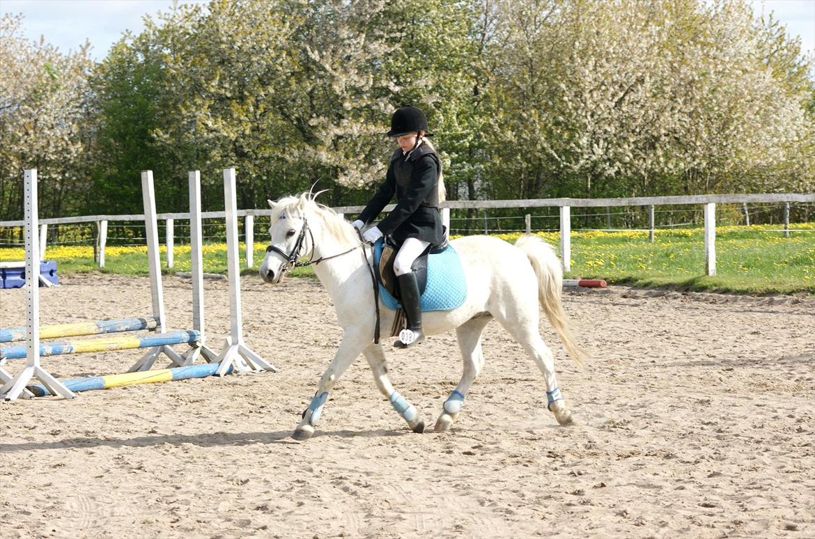 Welsh Pony (sec B)  l »Balou« billede 13