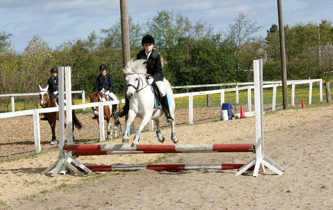 Welsh Pony (sec B)  l »Balou« billede 14