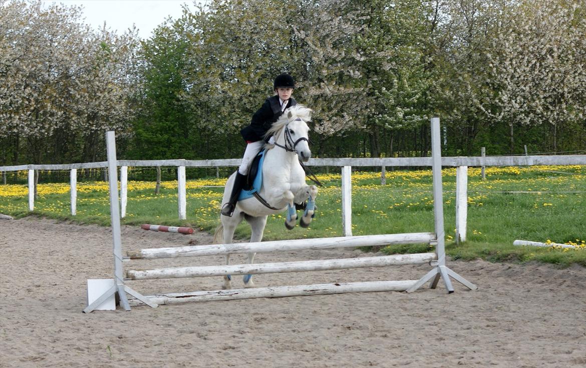 Welsh Pony (sec B)  l »Balou« billede 17