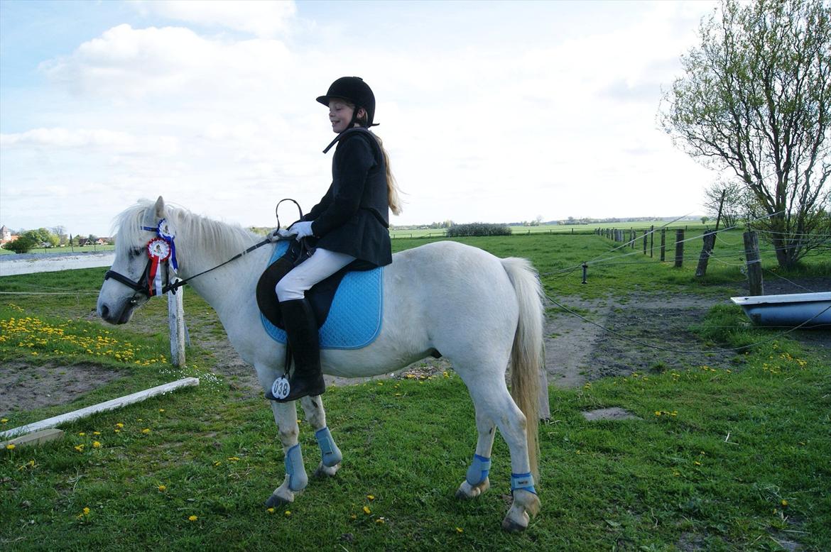 Welsh Pony (sec B)  l »Balou« billede 18