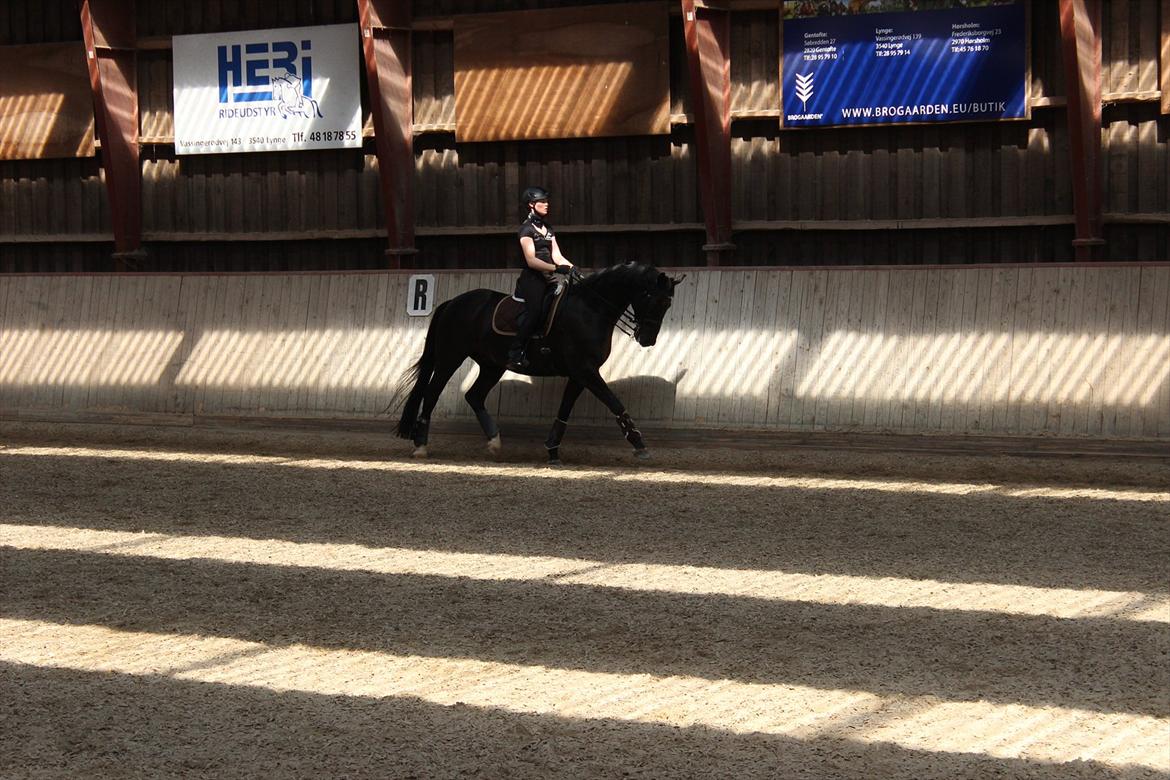 Dansk Varmblod Skovlys Devine -SOLGT- - Træning 17-5 :-)
Han var stjerne! billede 2