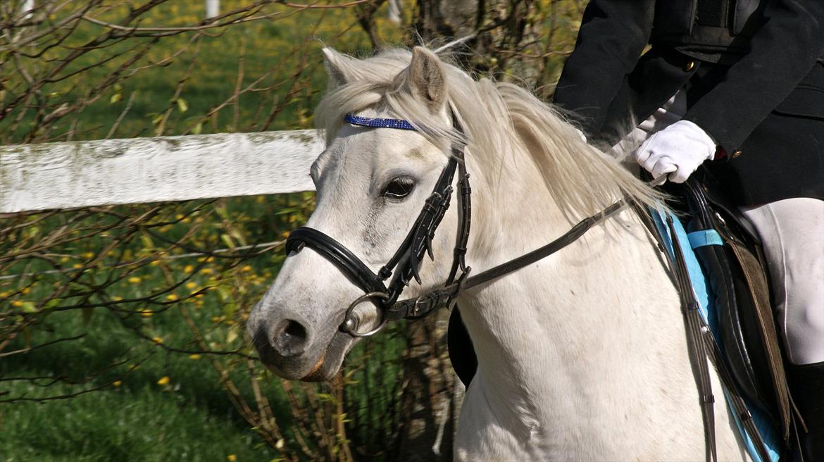 Welsh Pony (sec B)  l »Balou« billede 1