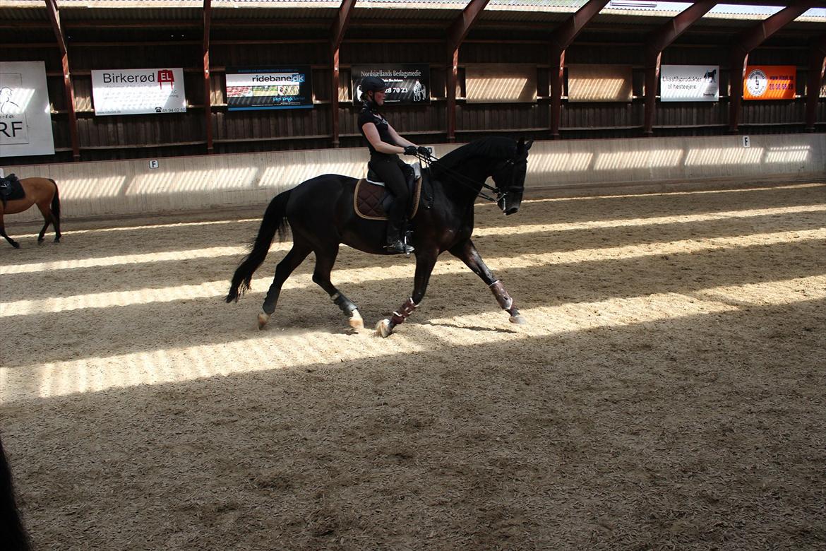 Dansk Varmblod Skovlys Devine -SOLGT- - Træning 17-5
Stjerne hesten i en øgning <3 billede 6