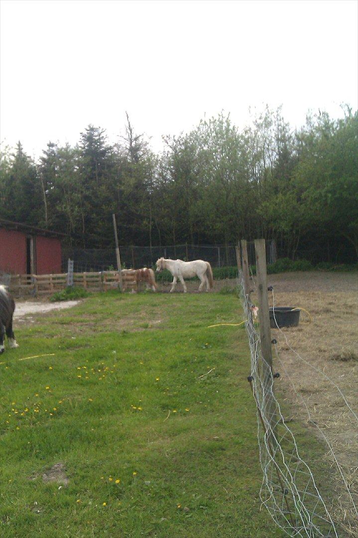 Shetlænder Flicka - Skal vi ikk gå ind og se om der er noget mad?:D billede 13