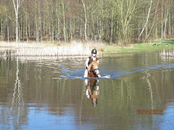 Welsh Cob (sec D) Whitesocks(Sokke) - ude i badesøen <3 
første gang jeg gør det med ham <3
foto: katja, tak<3 billede 5