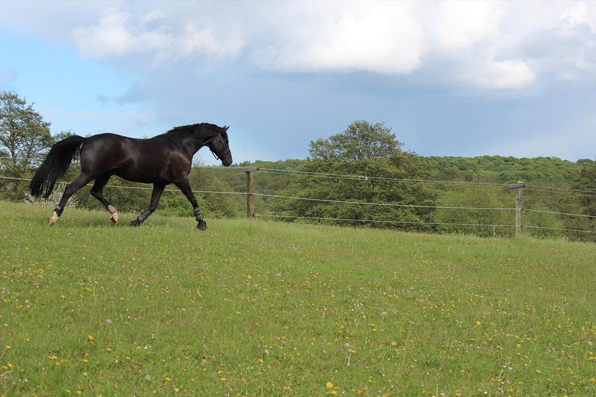 Dansk Varmblod Skovlys Devine -SOLGT- - Weee!
På græs for første gang i år! <3 billede 10