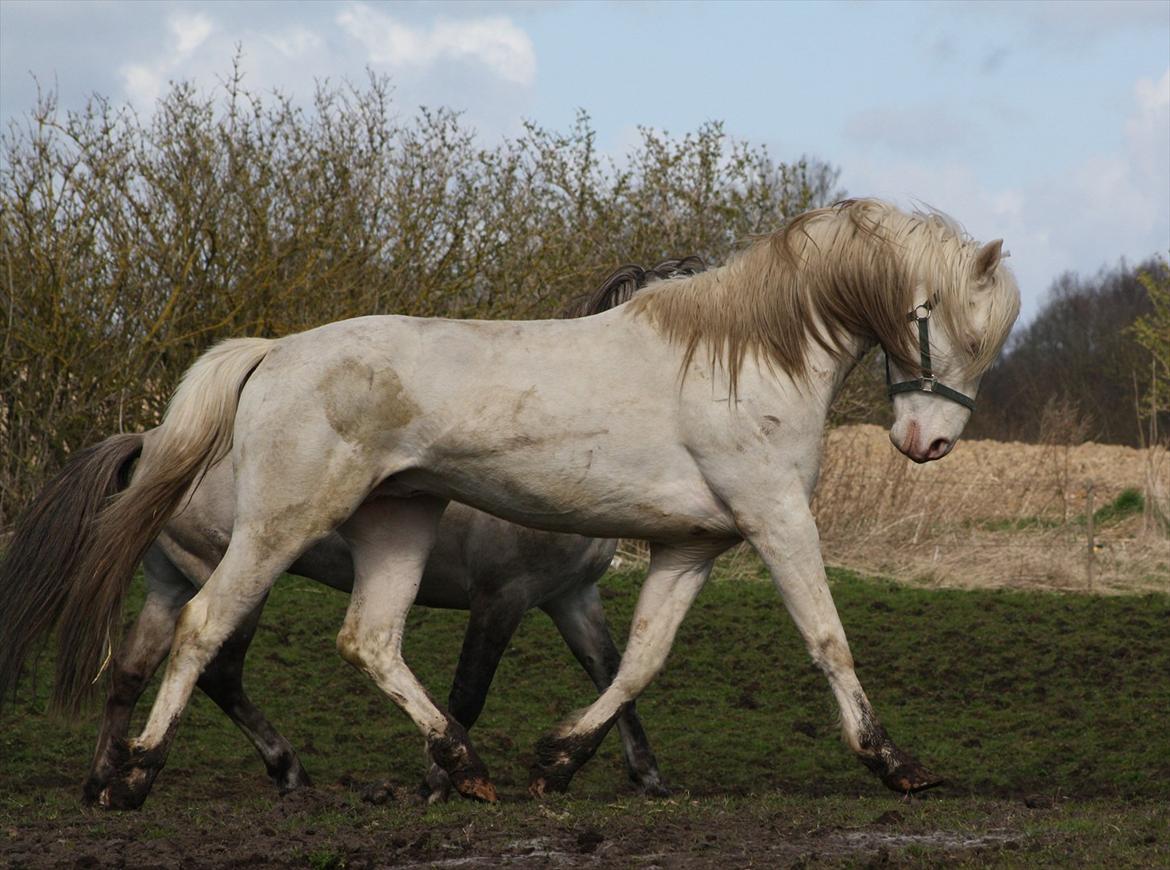 Palomino Mr. Blue Eyes billede 22