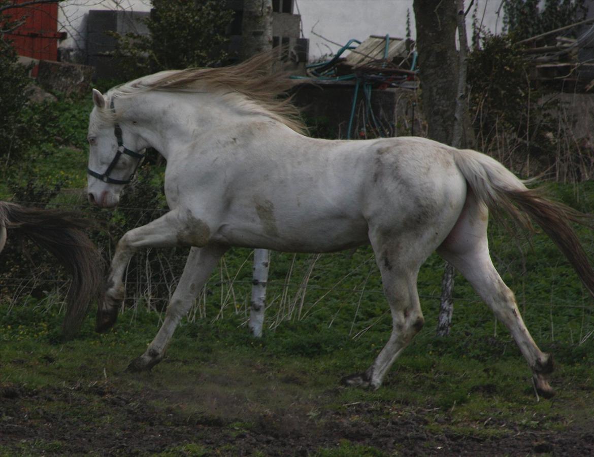 Palomino Mr. Blue Eyes billede 6