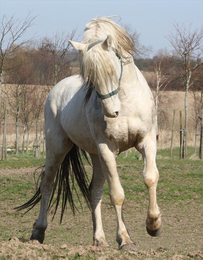 Palomino Mr. Blue Eyes billede 23