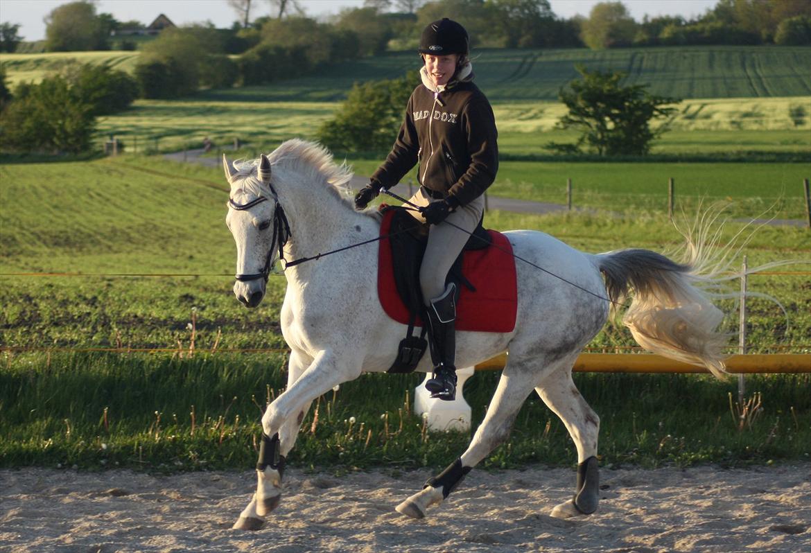 Anden særlig race Gadehøjs CariDée - Træningen rykker fremad også i dressuren <3

FOTO: Team Gadehøj billede 6