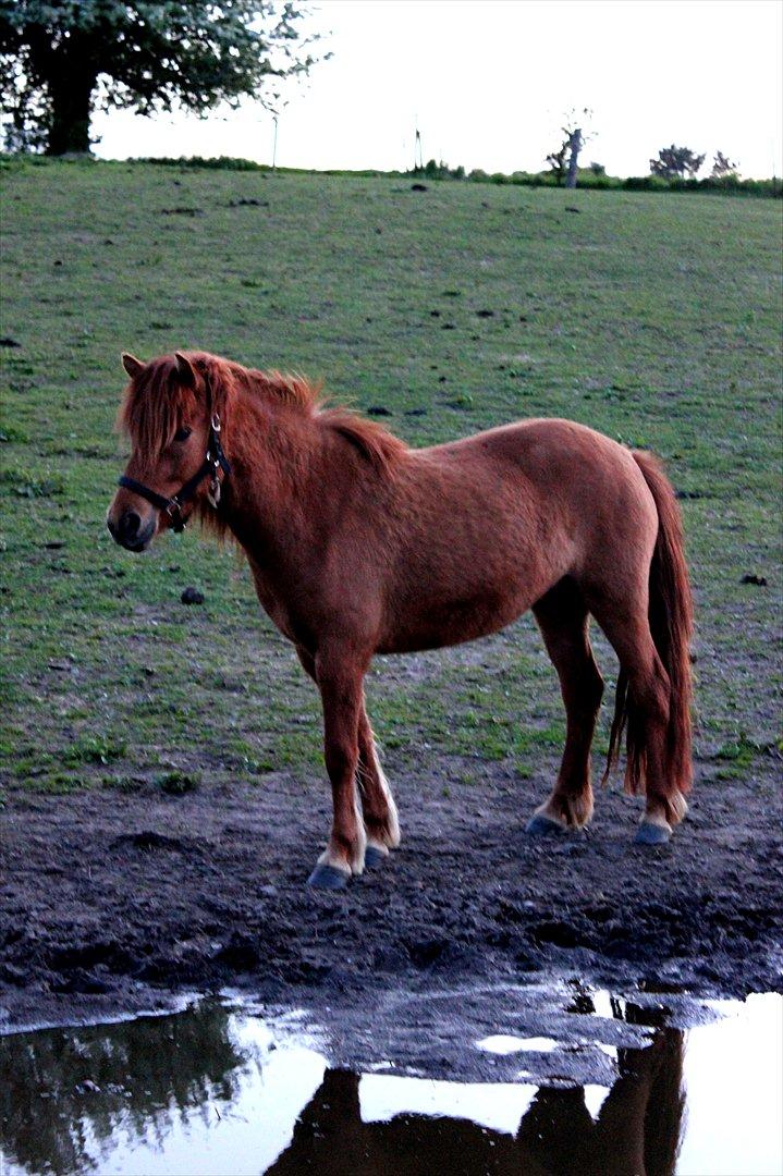 Islænder Hilde fra freersvang billede 12
