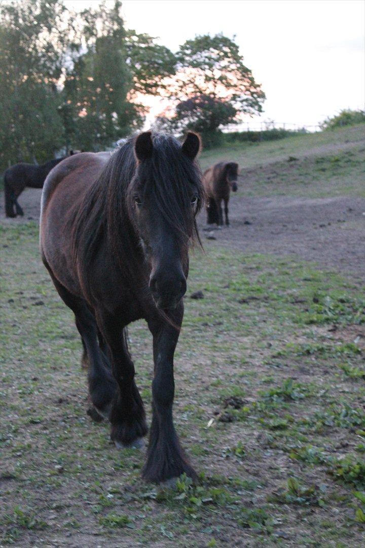 Fell pony Michaks Jaguar  billede 17