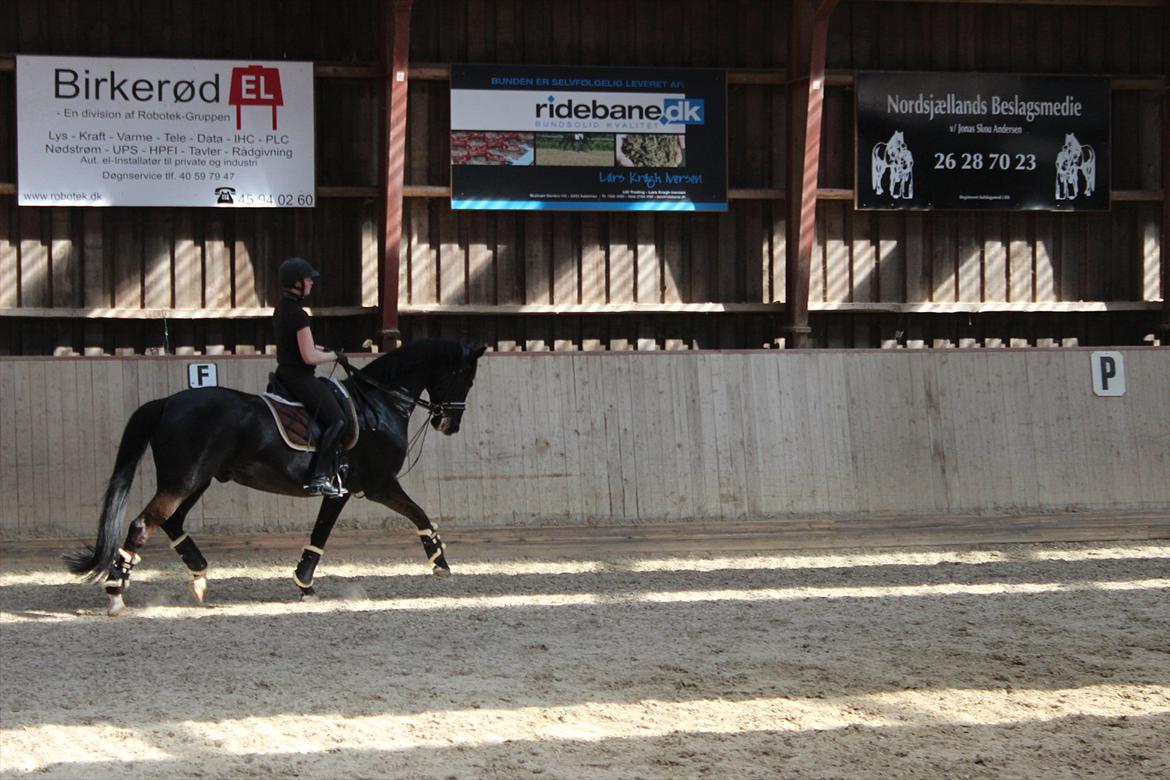 Dansk Varmblod Skovlys Devine -SOLGT- - stjernen til kursus :) billede 7