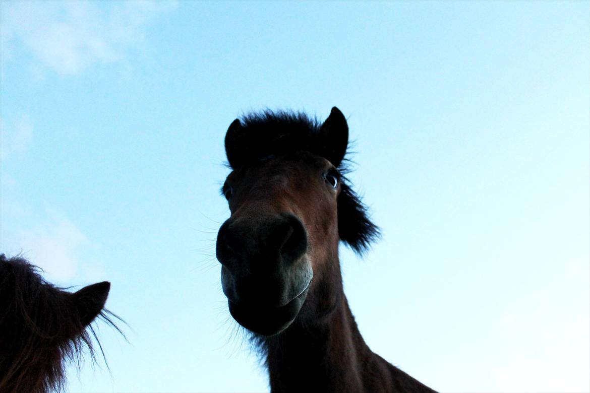 Islænder Ida fra Freersvang  billede 13