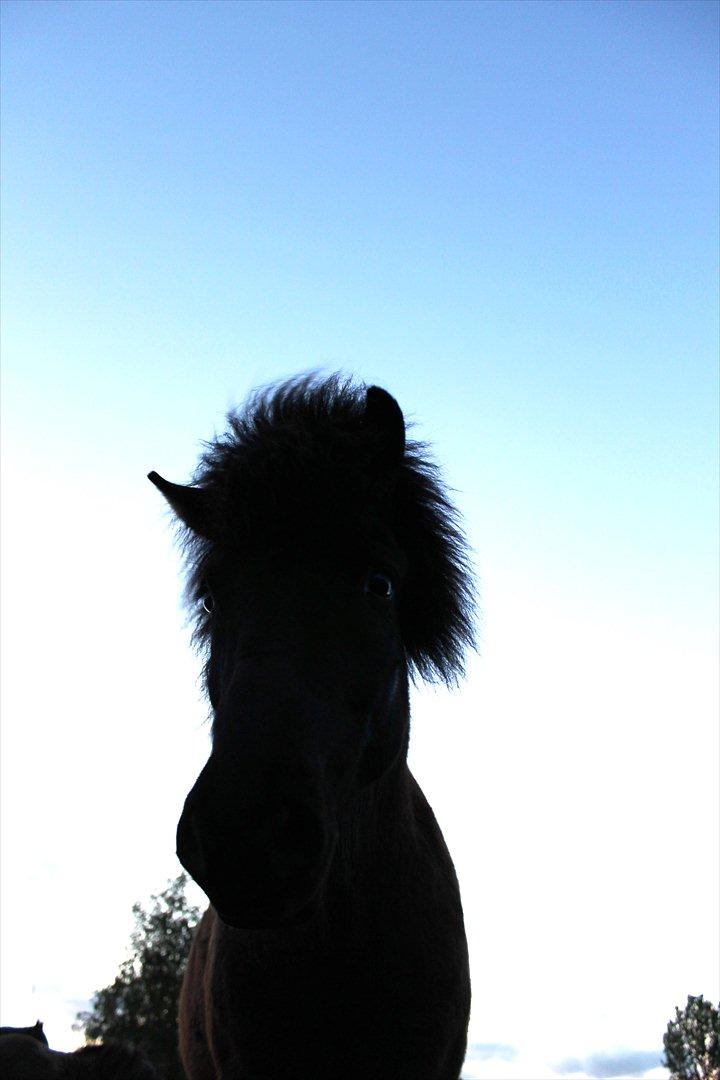 Islænder Enok fra Freersvang  billede 18