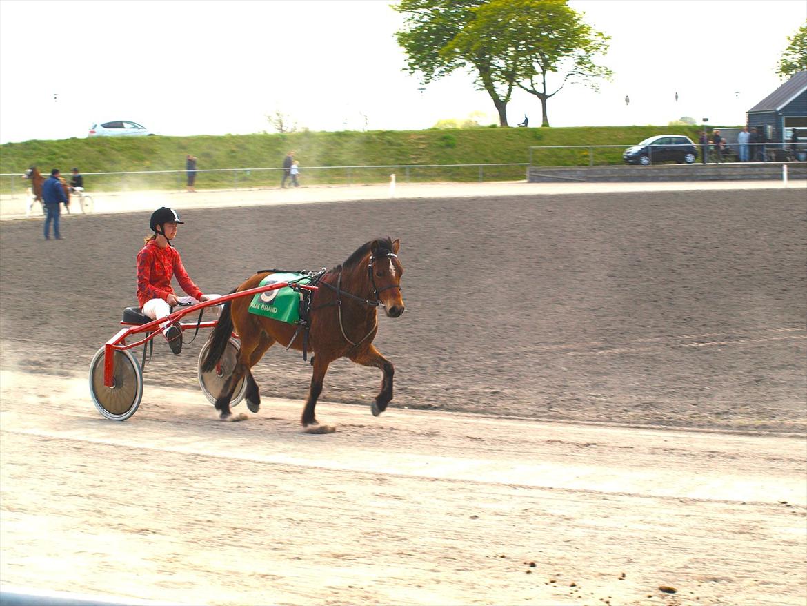 Gotlandsruss Pegasus Pan billede 3