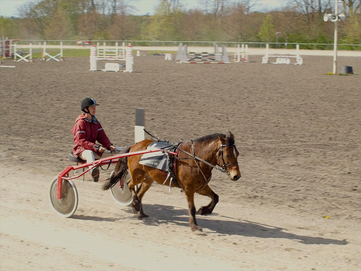 Gotlandsruss Pegasus Pan billede 4