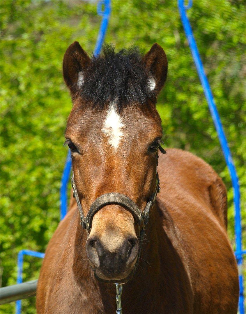 Gotlandsruss Pegasus Pan billede 1