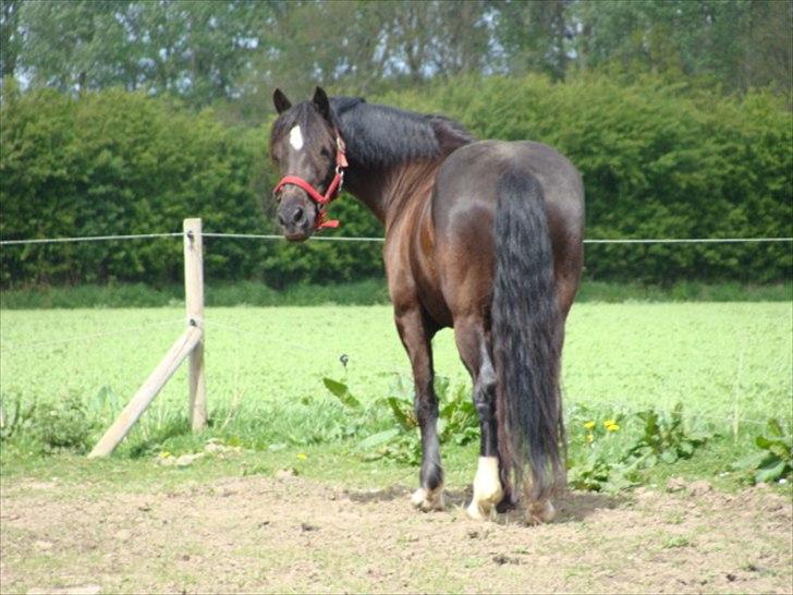 Welsh Cob (sec D) Lesto Havannah Klubmester 2013! - Farvel :D billede 19