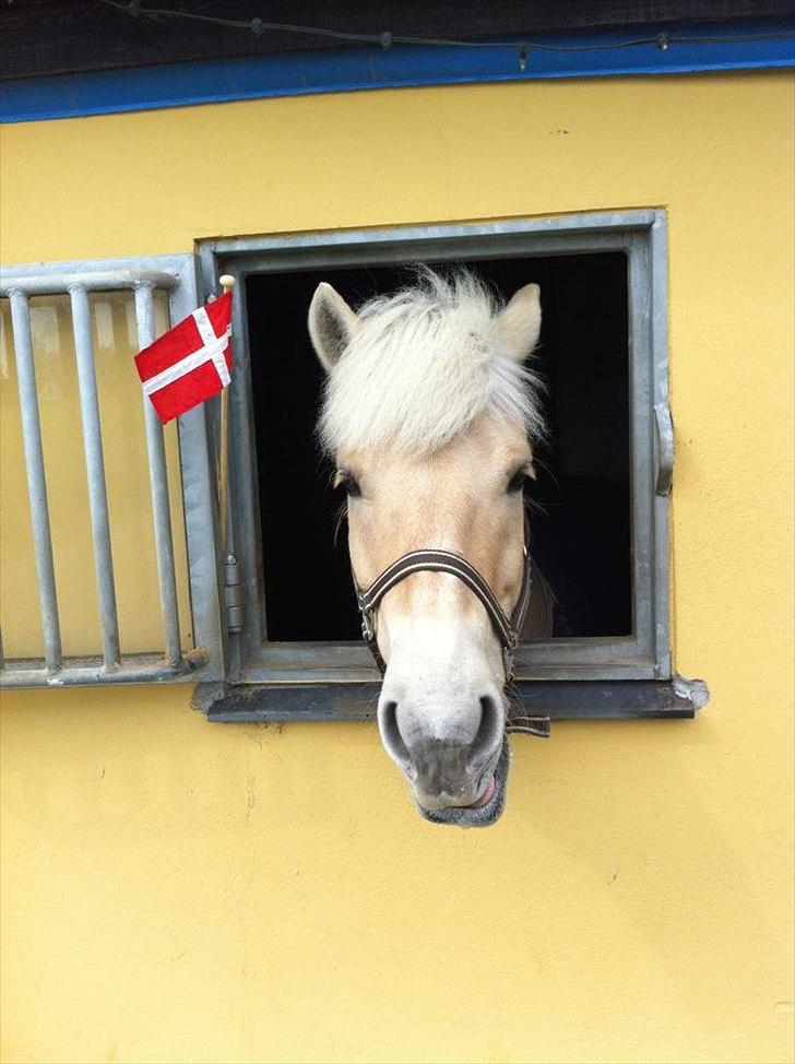 Fjordhest Babett Bindernæs - Fødsesldagsbarn, 7 år :D billede 7