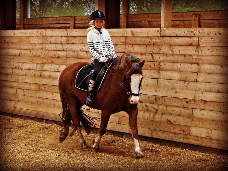 Welsh Pony af Cob-type (sec C) Red Hot Chilli Pepper billede 7