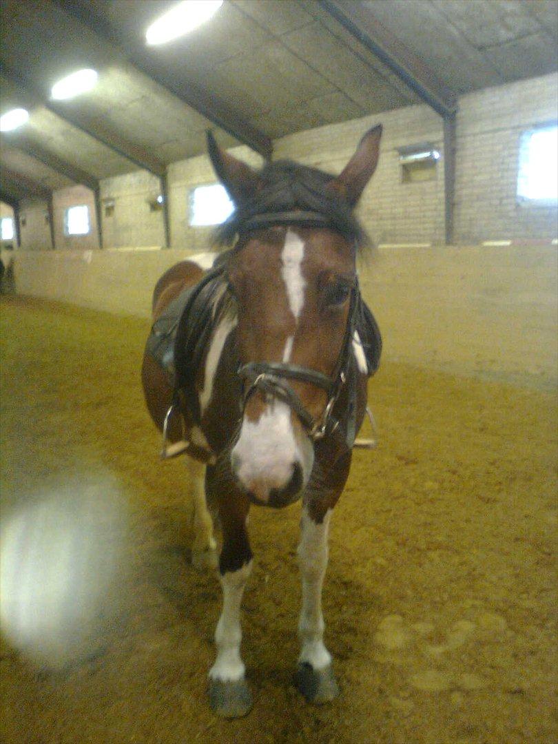 Anden særlig race Mille (Pensioneret) - Græd ikke for kærlighed, for den du græder for fortjener ikke dine tåre. Den der fortjener dine tåre ville aldrig lade dig græde.. billede 10