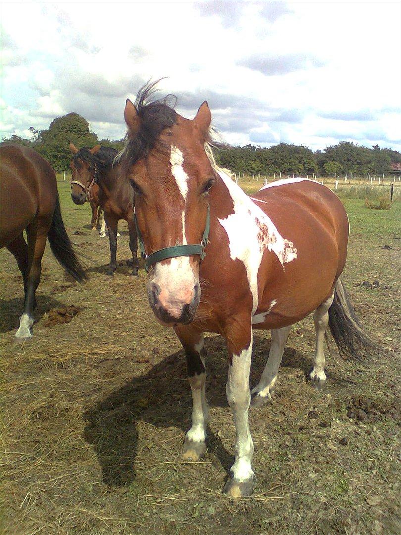 Anden særlig race Mille (Pensioneret) - Den lille tåre som ingen ser, falder mens de andre ler, men selvom den falder tyst til jord, betyder den mere en 1000 ord billede 2