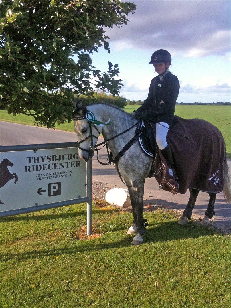 Hollandsk Sportspony Bandit SOLGT:( - 2. plads i LB* D-klasse 3. plads i LB* C-klasse! vandt: 200 kr.+ gavekort på 75kr. billede 5