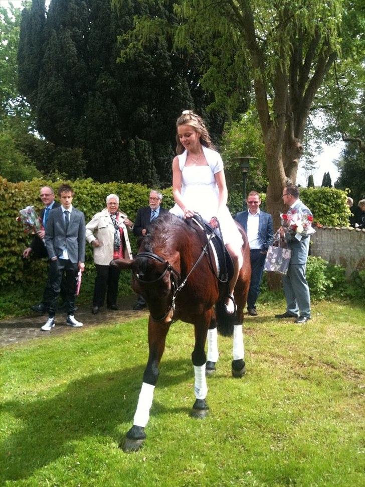 Hollandsk Sportspony Tin tin billede 8